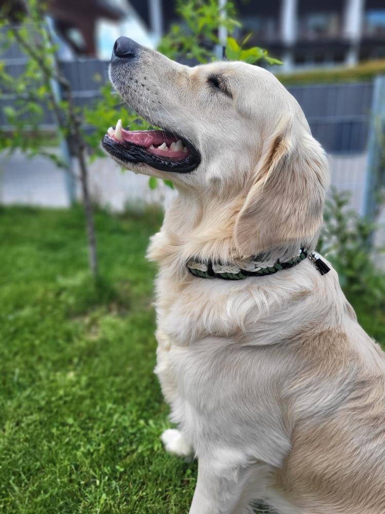 Paracord Anti-Zecken-Keramik-Halsband  „Arlo“