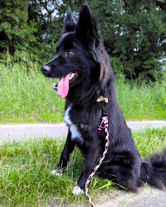 Paracord Anti-Zecken-Keramik-Halsband  „Suki“